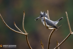 Wildlife Landbird CrestedKingfisher DSC1408