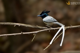 Landbird