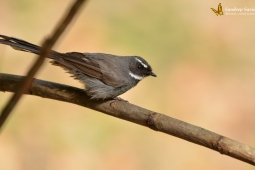 Landbird