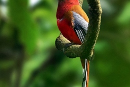 Wildlife-Landbird-DSC2344