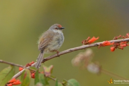 Landbird