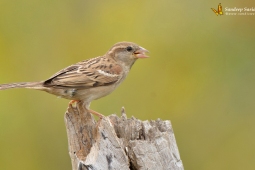 Landbird