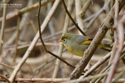 Landbird