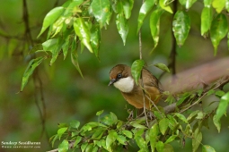 Landbird