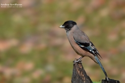 Landbird