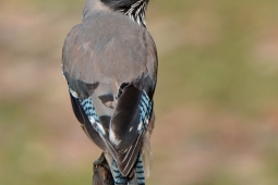 Landbird