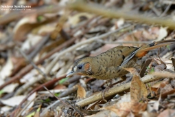 Landbird