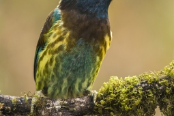 Wildlife Landbird GreatBarbet DSC3573