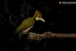 Wildlife Landbird GreaterYellownapeWoodpecker DSC9977