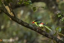 Wildlife Landbird GreenMagpie DSC2200