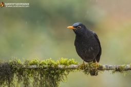 Wildlife Landbird Grey-wingedBlackbird DSC3735