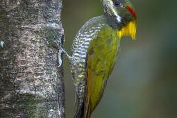 Wildlife Landbird LesserYellownapeWoodpecker DSC0211