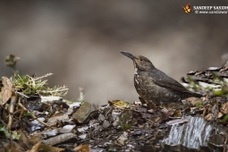 Wildlife Landbird Long-billedThrush Male DSC3422