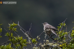 Wildlife Landbird MistelThrush DSC2902