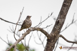 Wildlife Landbird MistleThrush DSC2814