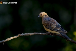 Wildlife Landbird OrientalTurtleDove DSC9005