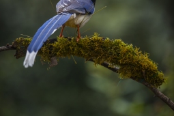 Wildlife Landbird Red-billedBlueMagpie DSC3889