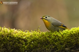 Wildlife Landbird Red-billedLeiothrix DSC3558