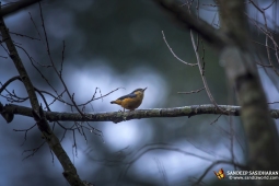 Wildlife Landbird White-tailedNuthatch DSC3360