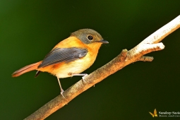 Landbird