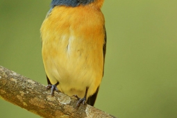 Landbird