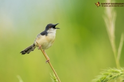 Wildlife Landbird DSC4321