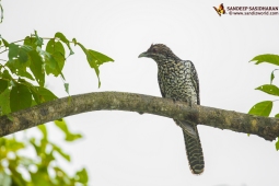 Wildlife Landbird DSC4567