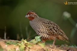 Landbird
