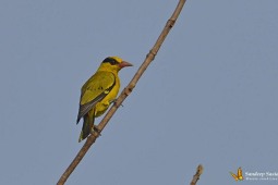 Landbird