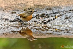 Landbird
