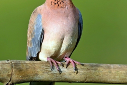 Landbird