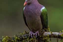 Landbird