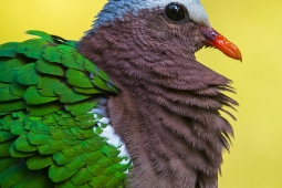 Landbird