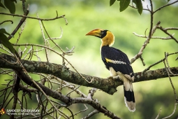 Wildlife Landbird GreatIndianHornbill DSC7792