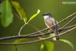 Wildlife Landbird Grey-breastedPrinia DSC8314
