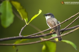 Wildlife Landbird Grey-breastedPrinia DSC8314