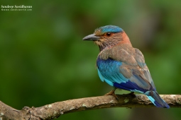 Landbird