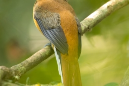 Landbird