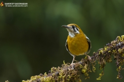 Landbird