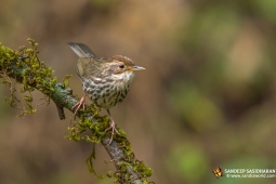 Landbird