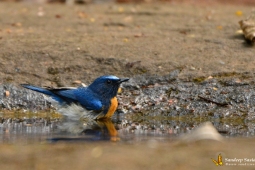 Landbirds