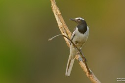 Land Birds