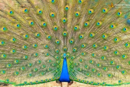 Landbird