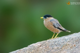 Land Birds