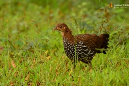 Landbird