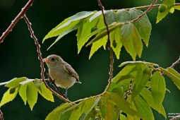 Land Birds