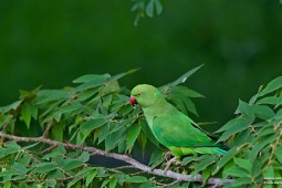 Land Birds