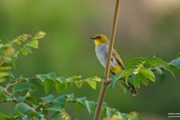 Land Birds