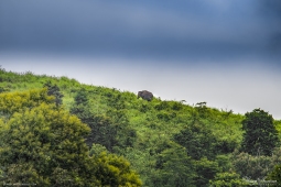 Mammal-AsiaricElephant-DSC03258