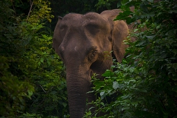 Mammal-AsiaticElephant-DSC01519